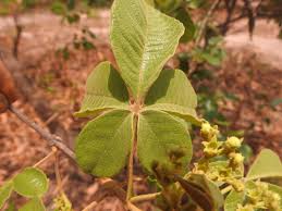 Image result for Vitex mombassae