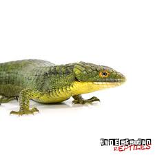 Abronia graminea for sale, is a diurnal, arboreal, medium sized, slender lizard with stunning colors and unique biology. Abronia Graminea Lizards For Sale Normally Occurring Out Of Mexico Grown Ups Grow To About 11 12 Inches With Proper Care These Lizards Can Live 10 15 Years In Captivity Living