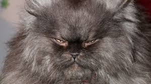 Verb, to meow | meowed | meowed meowing | meows. Apparently This Matters Colonel Meow Is Dead Cnn Business