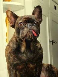 Brindle Black And Brown French Bulldog Diva The French Bulldog Love Her Tongue Brindle French Bulldog French Bulldog Funny French Bulldog Puppy Black