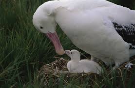 Some birds have larger size of wings relevant to their immense size. Wandering Albatross Facts Pictures More About Wandering Albatross