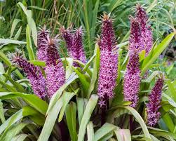 Image result for Eucomis