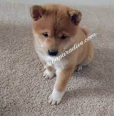Maybe you would like to learn more about one of these? Shiba Inu Paradise Home