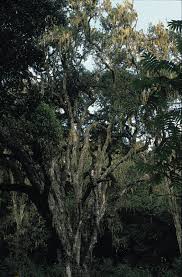 Image result for Ilex mitis