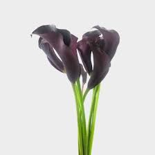 Maybe you would like to learn more about one of these? Calla Lily Mini Black Flower Wholesale Blooms By The Box