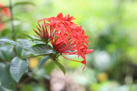 Image result for Ixora coccinea