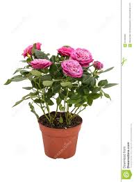 Provided to youtube by sony music entertainmentfiori rosa, fiori di pesco · lucio battistiemozioni℗ 1970 sony music entertainment italy s.p.a.released on. La Pianta Da Appartamento Mini E Aumentato Con I Piccoli Fiori Rosa In Un Vaso Marrone Isolato Su Fondo Bianco Fotografia Stock Immagine Di Hobby Botanica 91466362