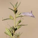 Image result for Selago anatrichota × goetzei