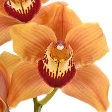 Wholesale Cymbidium Orchids Orange Fiftyflowers Com