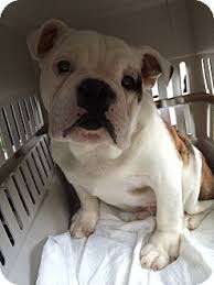 English bulldog puppies for adoption in illinois. Park Ridge Il English Bulldog American Bulldog Mix Meet Mandela Aka Manny A Puppy For Adoption Bulldog English Bulldog Puppy Adoption