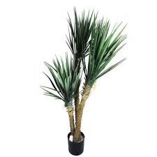 Image result for Yucca