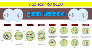 The mitochondria are the cell's powerplants, combining chemicals from our food with oxygen to create energy for the cell. Epithilial Tissue à¶…à¶´ à¶  à¶¡à¶¯ à¶´à¶§à¶š Biology Sinhala Lessons A L Youtube