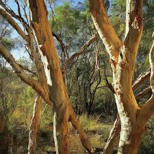 Image result for Melaleuca leucadendron