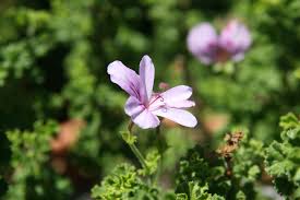 Image result for Pelargonium apetalum