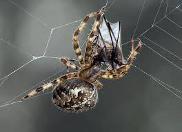 The pholcidae are a family of araneomorph spiders. Spider Wars British Beasts Eating Each Other Alive And Your Home Is The Front Line Weird News Express Co Uk