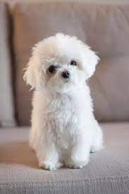 They will fill your place with happiness while getting along with your little ones and even other pets. 18 Best Cute White Puppies Ideas Puppies Cute Puppies White Puppies