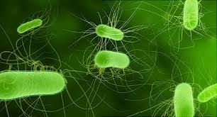 Escherichia coli.this organism is typically present in the lower intestine of humans, where it is the dominant facultative anaerobe present, but it is only one minor constituent of the complete intestinal microflora. Dangerous E Coli Outbreak In Romaine Intensifies