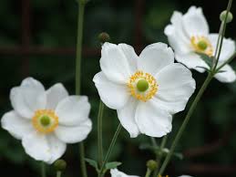 Anemone Hynrida Honorine Jobert Perennials Anemone Flowers