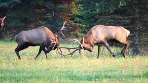 We did not find results for: Welcome To The Rut Keystone Elk Country Alliance