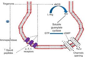 Image result for Maytenus peduncularis