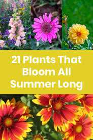 We did not find results for: 21 Plants That Bloom All Summer Long Plants Plants That Bloom All Summer Long Planting Flowers
