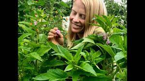 Once grown in association with other crops, sesame is nowadays grown in monoculture and is planted in rows with a sowing device. Growing Sesame From Seed In The Northeast Youtube