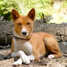 The dog descended from an ancient, extinct wolf, with the modern wolf being the dog's nearest living relative. Basenji Vetwest Animal Hospitals