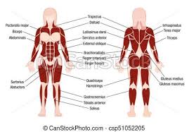 Muscles Chart Description Muscular Body Woman