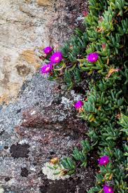 Image result for Lycopodiella sarcocaulon