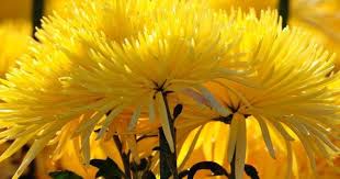 Wallpapers Nature Full Size Desktop 2017 Wallpaper Cave 1080p Hd Wallpapers Beautiful Flowers Lovely Flowers Wallpaper Chrysanthemum Flower