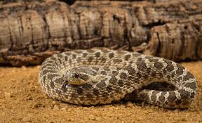 A lot of snakes make rewarding pets, but few are quite as fascinating as hognose snakes are. A Guide To Caring For Hognose Snakes As Pets