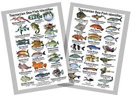 Fish Identification Guides Reef Fish Identification Guides