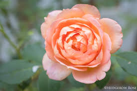 Image result for Stolzia kalkhof-roseae