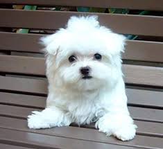 Use the search tool below and browse adoptable malteses! Pin By Pamela Henderson On Pets Maltese Puppy Teacup Puppies Maltese Puppies And Kitties