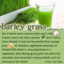 Benefits Of Barley Grass Barley Benefits Barley Grass Barley Nutrition