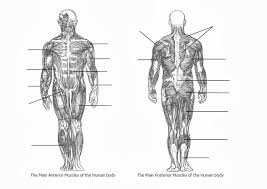 The accompanying muscle diagram reveals the positions of the muscles in this pose. Blank Diagram Of Human Muscles 1990 Dodge Daytona Wiring Diagram 1997 Dakota Au Delice Limousin Fr