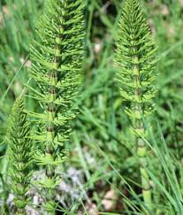 Image result for Dipsacaceae