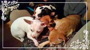 See reviews, photos, directions, phone numbers and more for the best pet services in saginaw, mi. Applehead Chihuahuas Puppies In Michigan Home Facebook