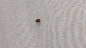 Der hund habe die ganze nacht gewimmert und gezittert, bis. Gefahrliche Kafer Schlafen Mit Mir Im Selben Bett Hilfe Name Insekten Hygiene