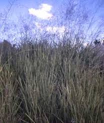 Image result for Panicum maximum