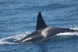 Learn orca facts and share your snapshots. Watch Orcas In Spain Killer Whales
