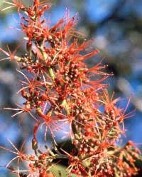 Image result for Combretum microphyllum