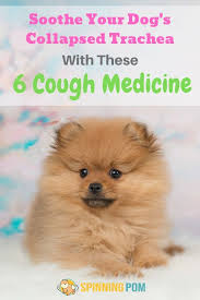 Top 6 Cough Medicine For Dogs With Collapsed Trachea Spinning Pom In 2020 Cough Medicine For Dogs Cough Medicine Best Cough Medicine