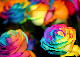 I had seen a picture on pinterest that linked back to a flickr feed. Colorful Flowers Photography Pretty Rainbow Inspiring Picture On Favim Com