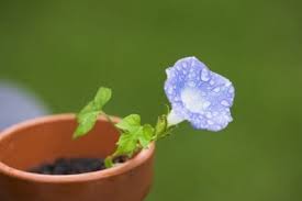 Maybe you would like to learn more about one of these? Pot Growing Morning Glory Can You Grow Morning Glory In A Container