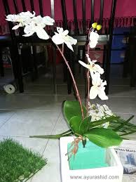 Alang2 g shopping barang dapur aku beli sekali barang tok gubah bunga orkid ni. Ayu Rashid Design