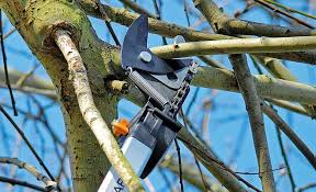 Baumschnitt Selbst De Baum Schneiden Baum Gartenkalender