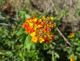 Image result for Lantana ukambensis