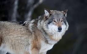 Sex får dödade av varg