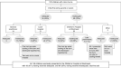 Guidelines for the Management of Paediatric Burns - Women s and